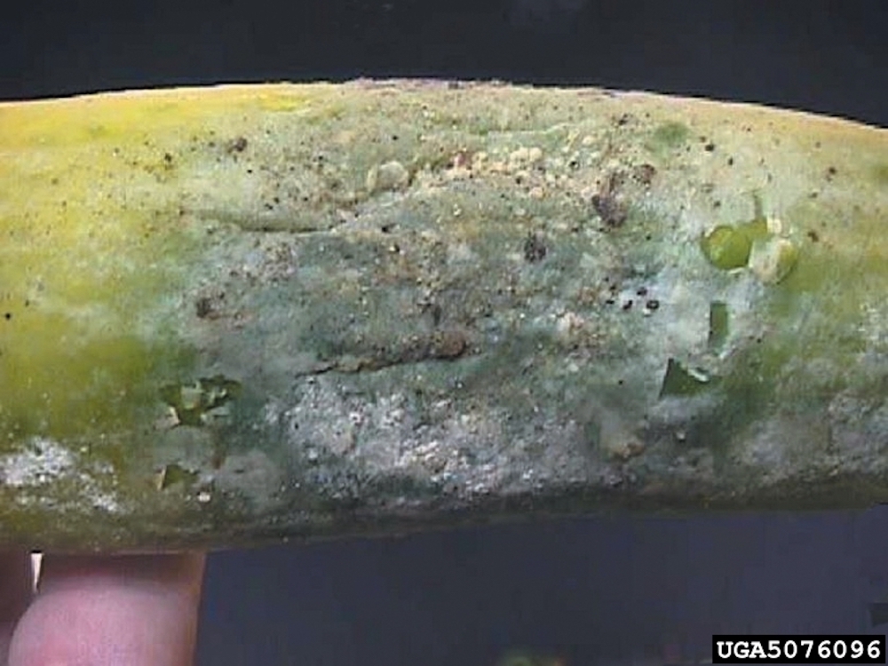 phytophthora-blight