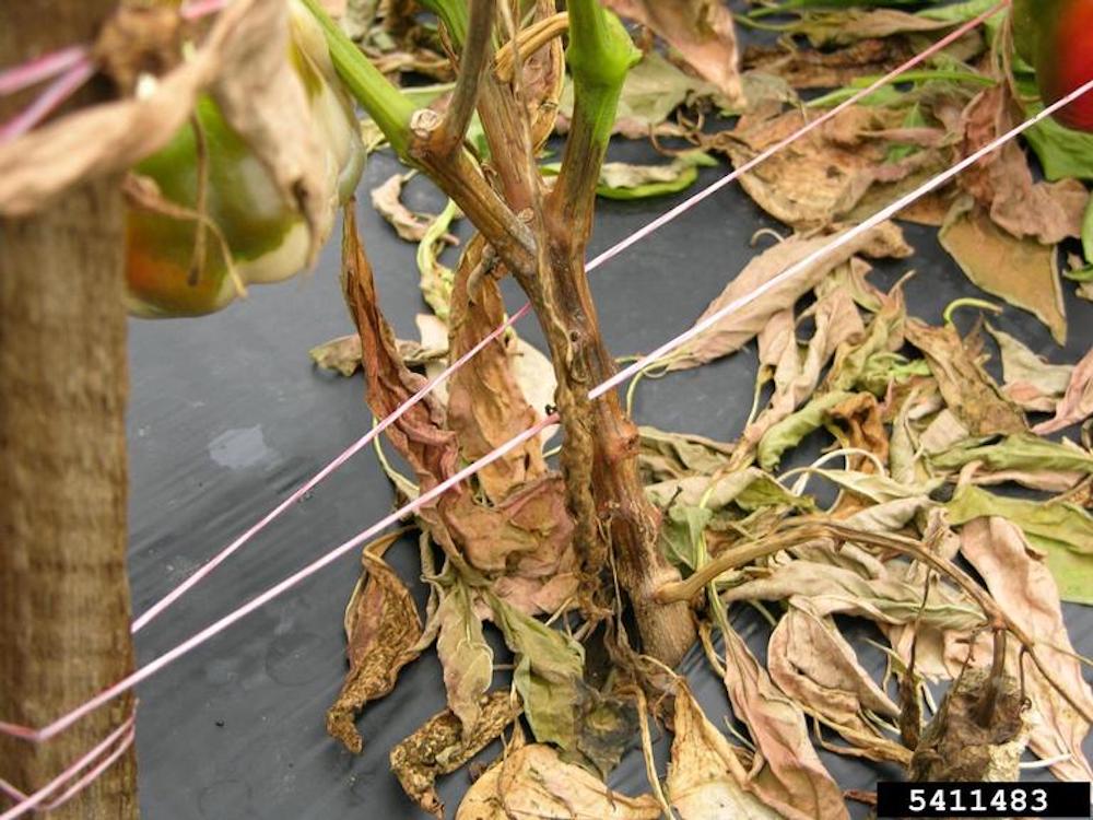 phytophthora-blight