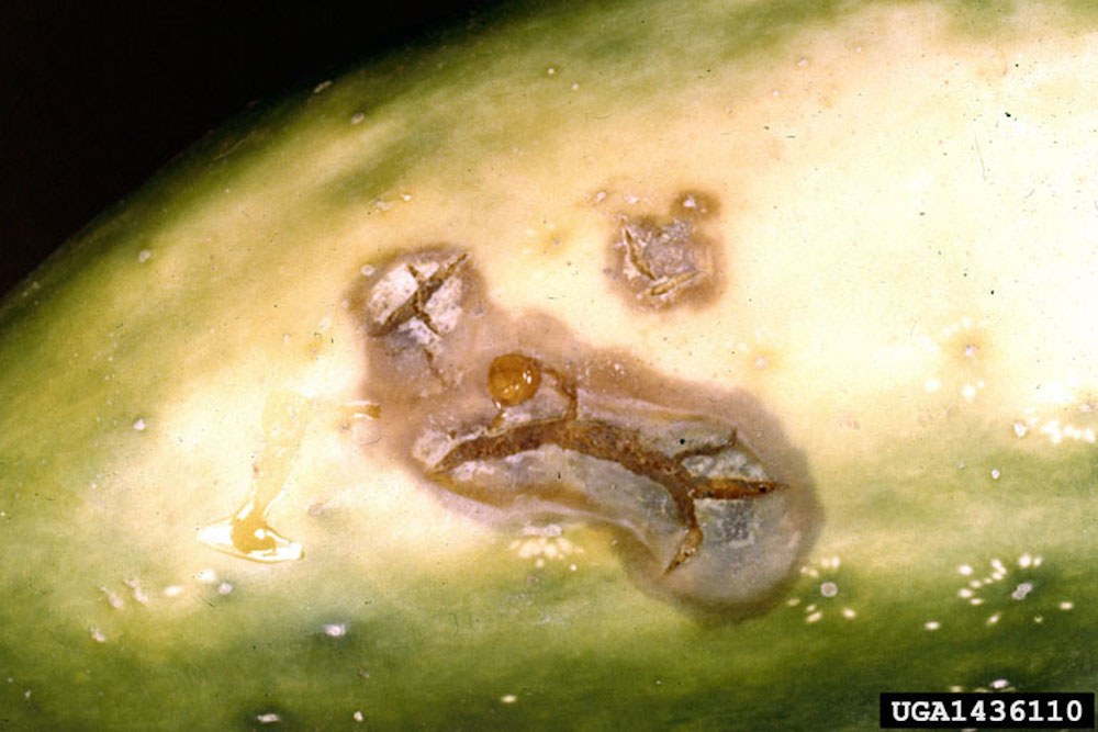 rhizoctonia-fruit-rot