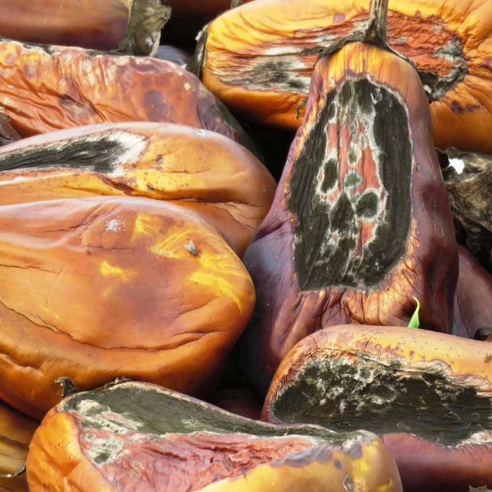 anthracnose