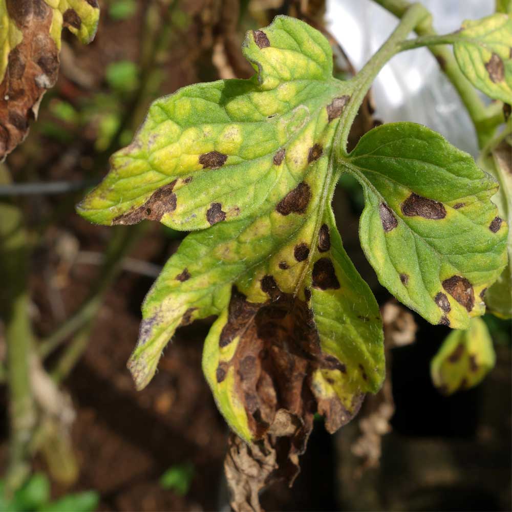 black-spot