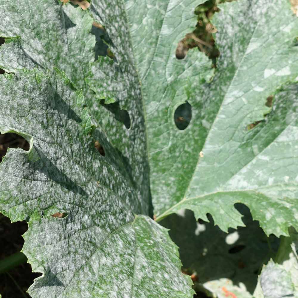 powdery-mildew