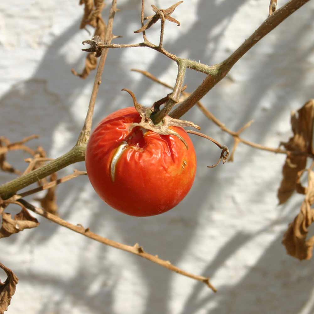 fusarium-wilt