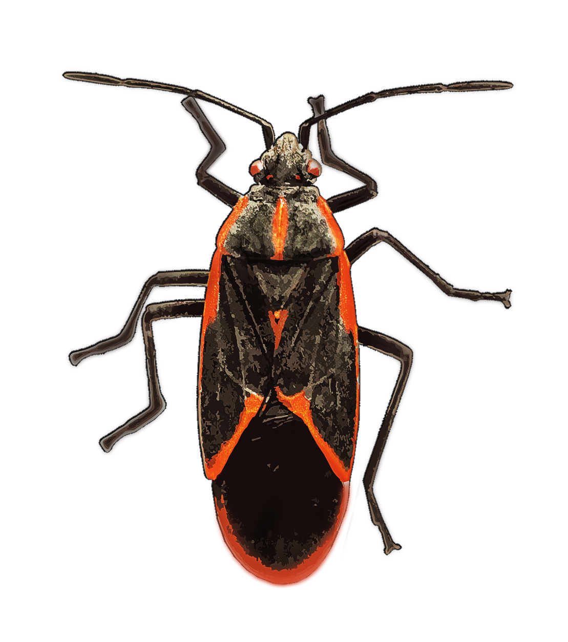 Illustration of an adult boxelder.