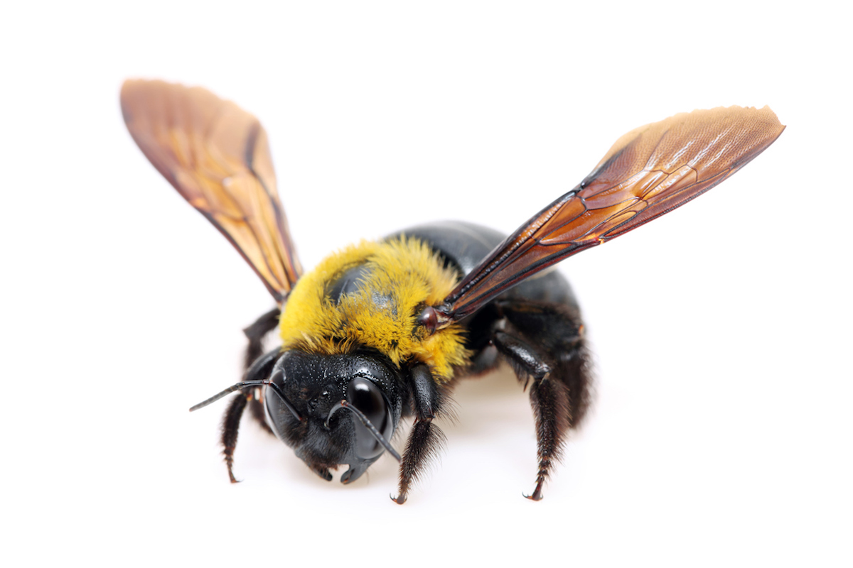 Close up image of carpenter bee