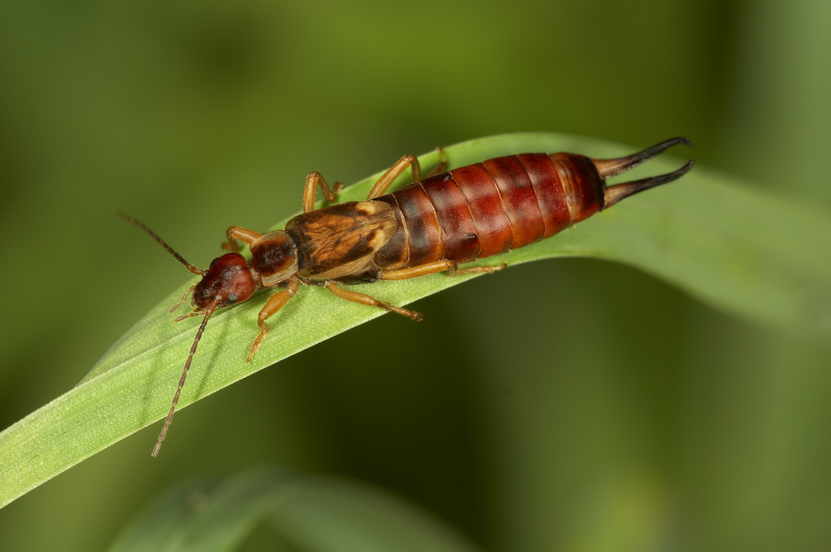 Earwig on grass.