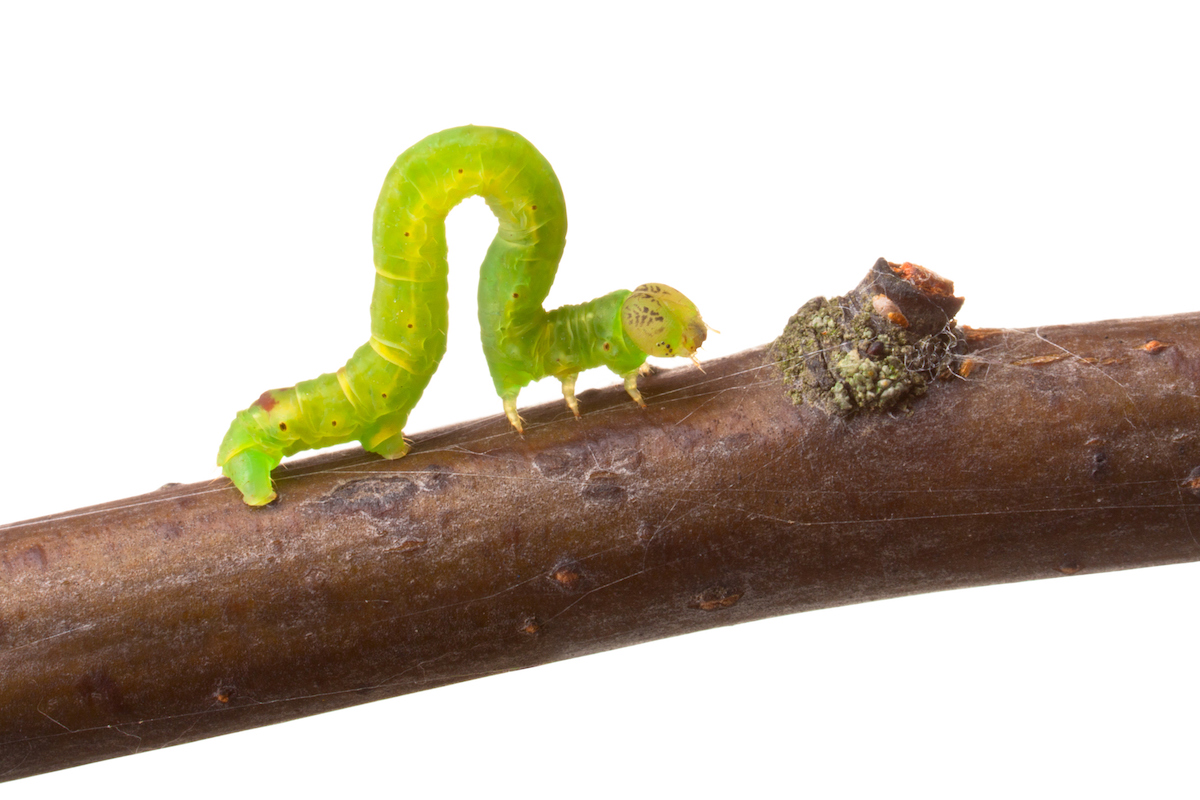 Green inchworm crawling on a branch