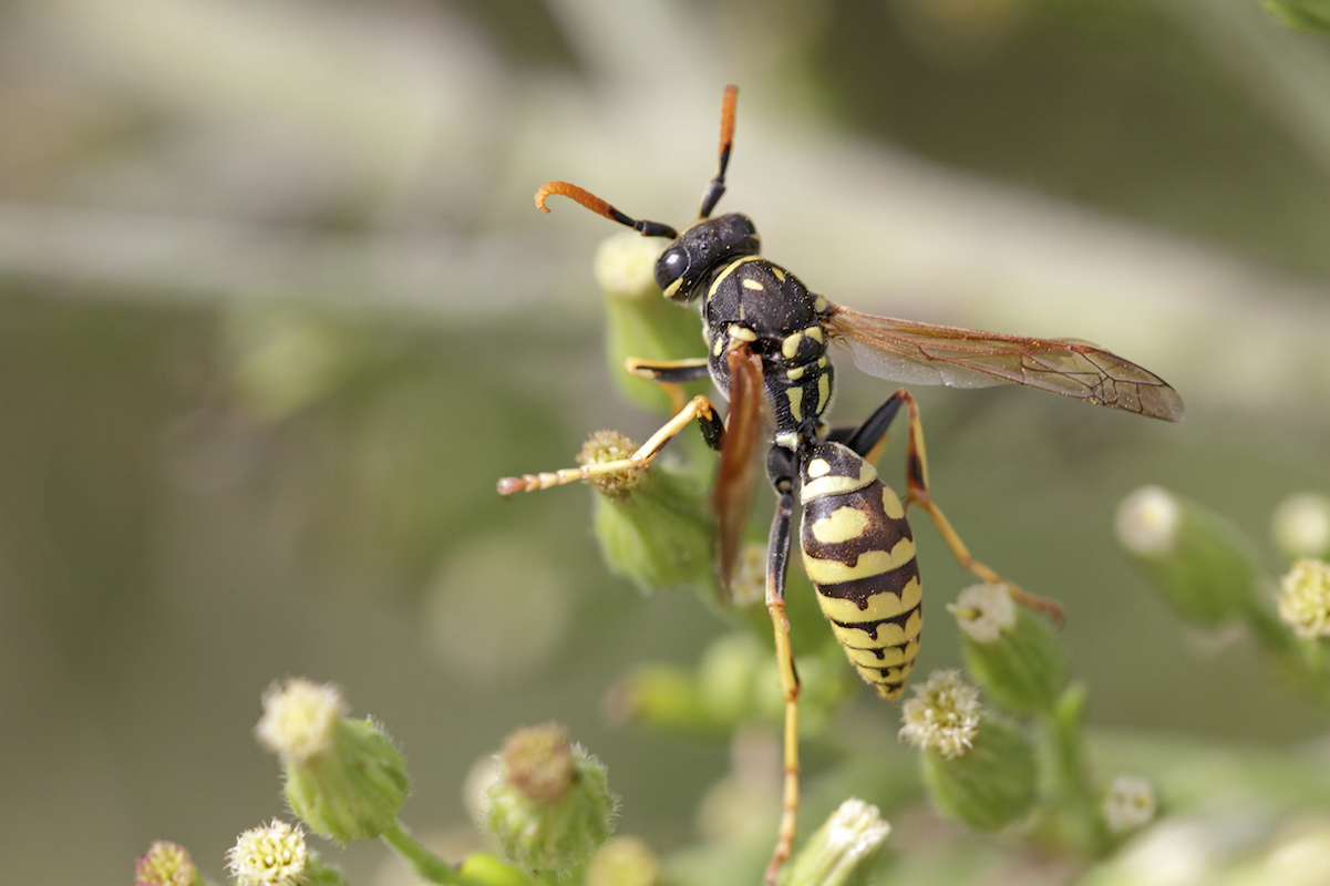 Close up of an adult yellow jacket on a flower.