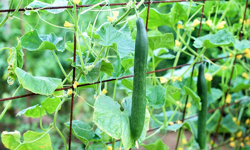 How to Grow Cucumbers. Grow cucumbers from seed.