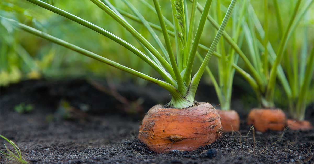 An American Timeline: Home Gardening in the U.S.