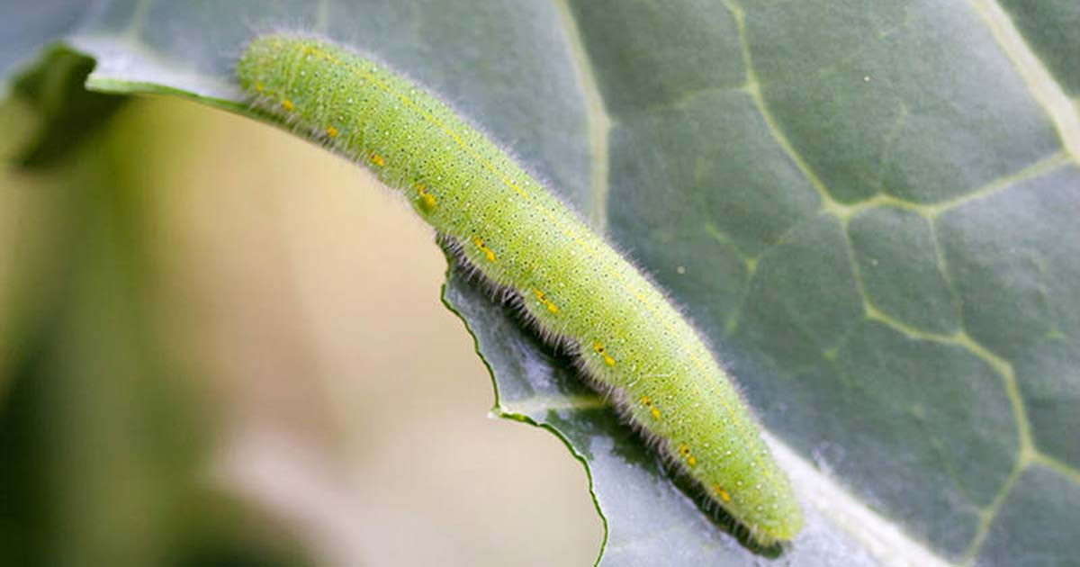 How to Control and Prevent Cabbage Worms in Your Garden