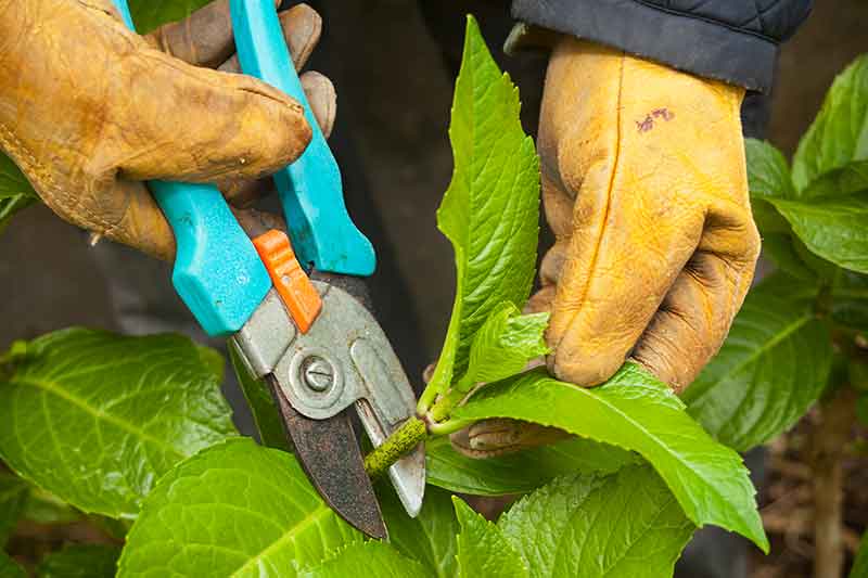 Como sembrar ruda en maceta - Colombia Verde