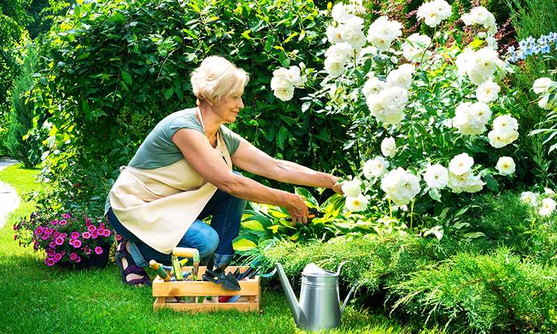 how 3 in 1 control kills insects and mites on flowers and shrubs