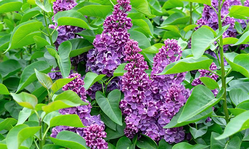 how 3 in 1 control prevents diseases on flowers and shrubs