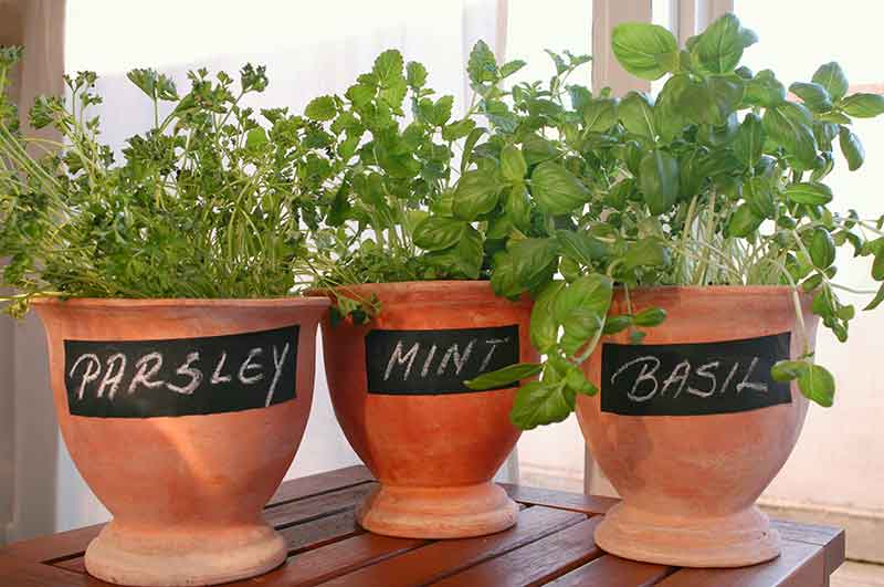 Growing Herbs in Containers