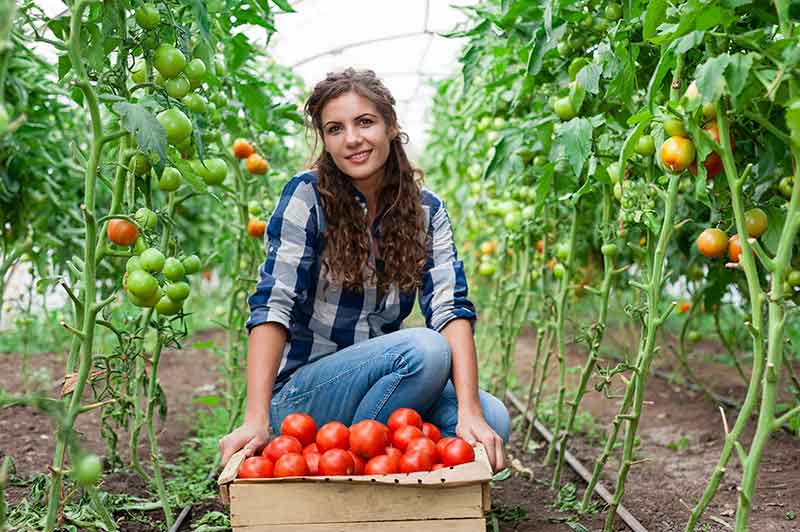 especificación tarde Novia Cómo sembrar, cultivar y cosechar tomates