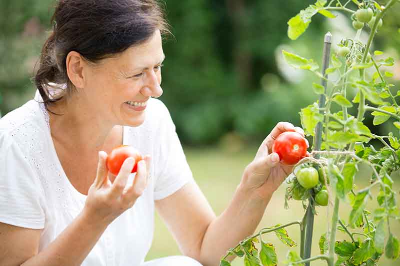 Cuándo sembrar tomates en semillero