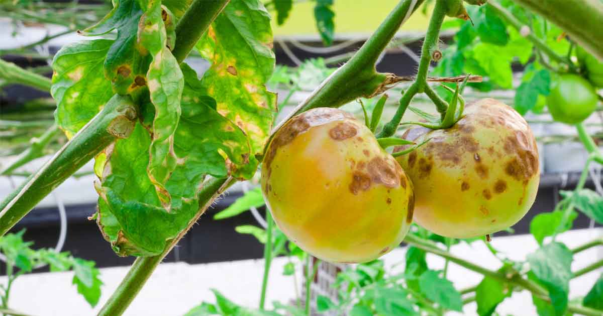 Fighting tomato blight with pennies?