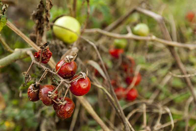 Fighting tomato blight with pennies?