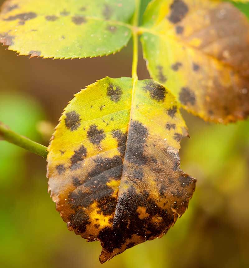 How to Treat and Prevent Black Spot on Roses