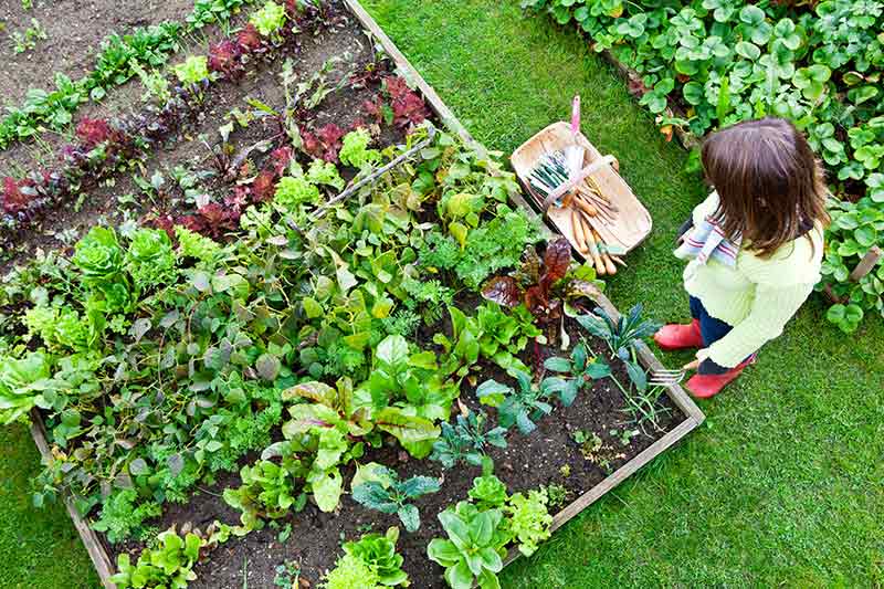 The Benefits of Garden-to-Table Produce Versus Supermarket Varieties