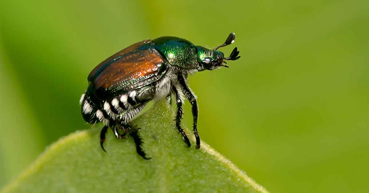 Japanese beetle deals