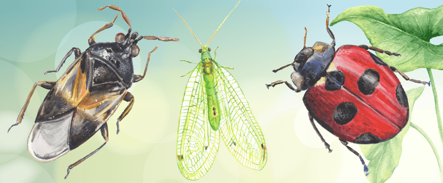 How To Identify Good And Bad Bugs In Your Garden How To Identify Good And Bad Bugs In Your Garden