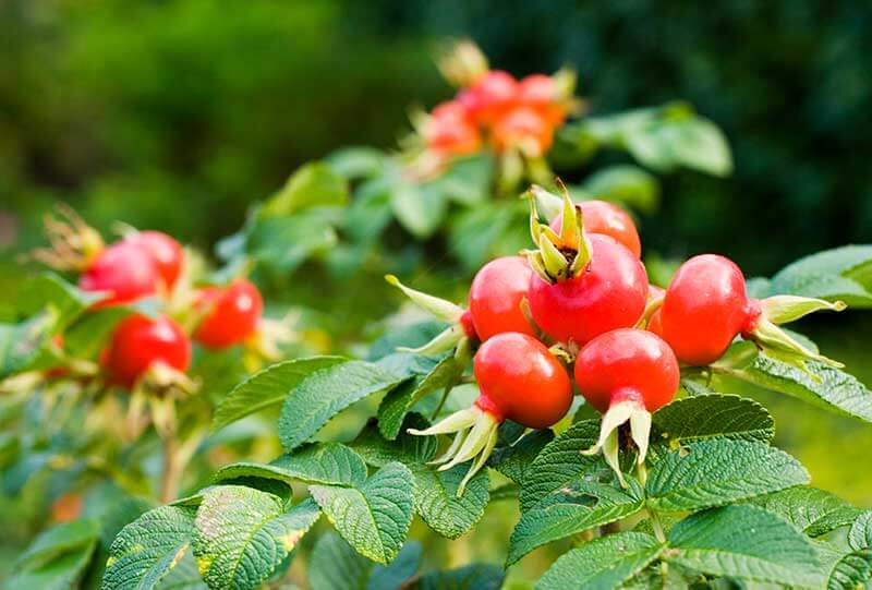 Types Of Red Roses: Selecting And Growing Roses That Are Red