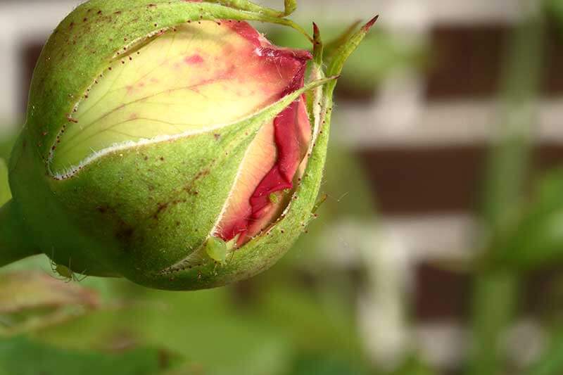 https://www.gardentech.com/-/media/project/oneweb/gardentech/images/blog/growing-beautiful-garden-roses/grow-roses-bud.jpg