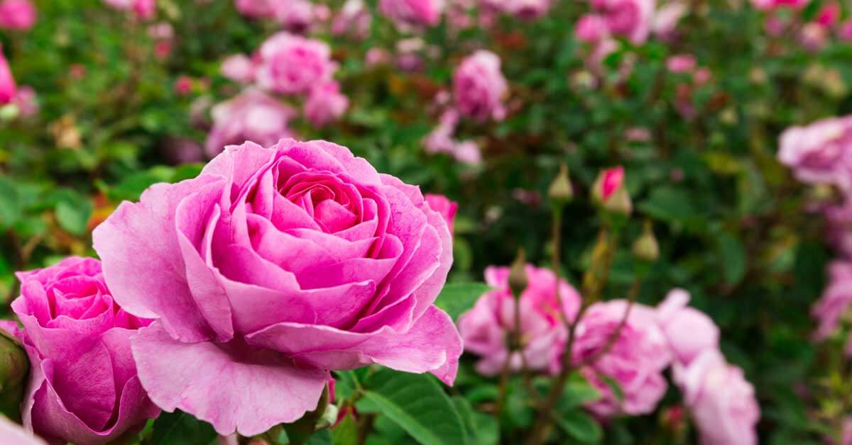 Exactitud su partícipe Cómo cultivar y cuidar los jardines de rosas