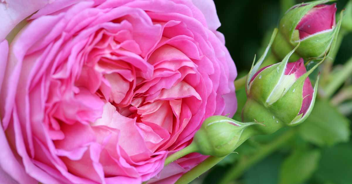 Does a rose stem in a bouquet work as a cutting to grow a rose plant? How  to do so what are the steps and how does it work for a novice? 