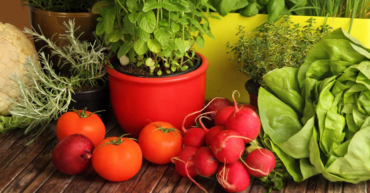 How to Grow and Care for Vegetables, Fruit and Herbs in Containers