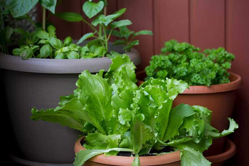 How to Grow Vegetables in Containers for a Plentiful Garden