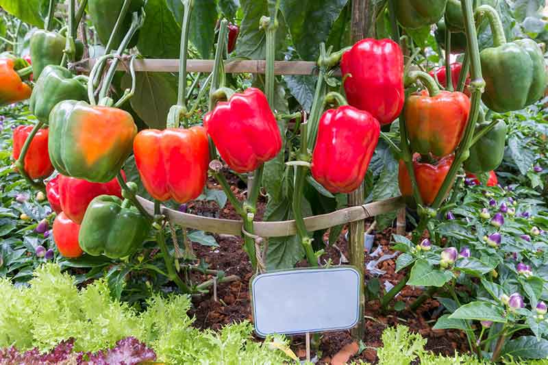 Red Holland Bell Peppers Information and Facts