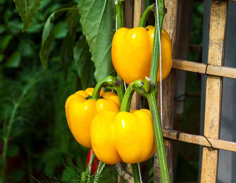 All About Bell Peppers - How to Pick, Prepare & Store