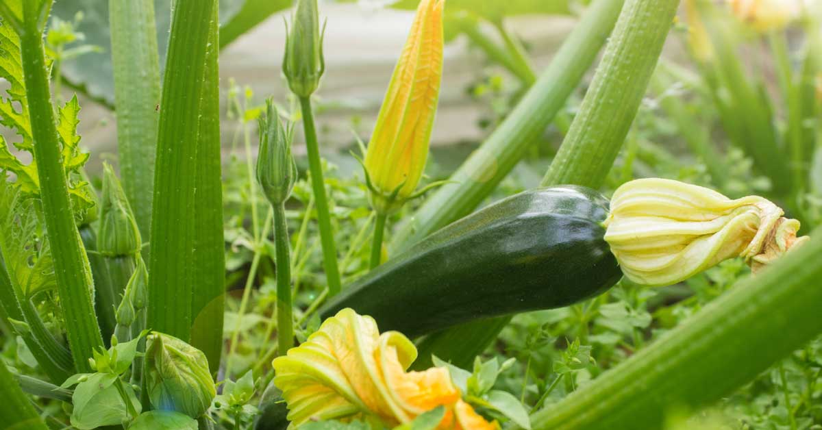 Cómo sembrar, cultivar y cosechar calabacines y calabazas