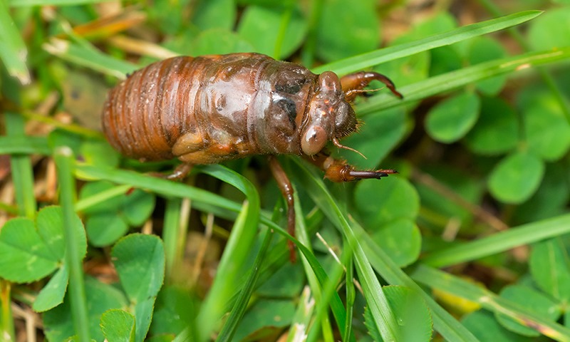 identifying cicadas adults and nymphs