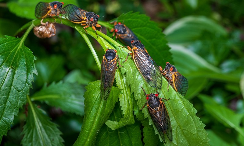 preventing and controlling cicadas
