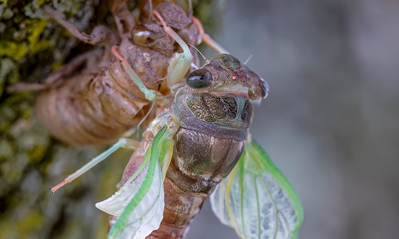 understanding cicada life stages