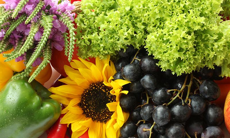 garden pest protection two ways