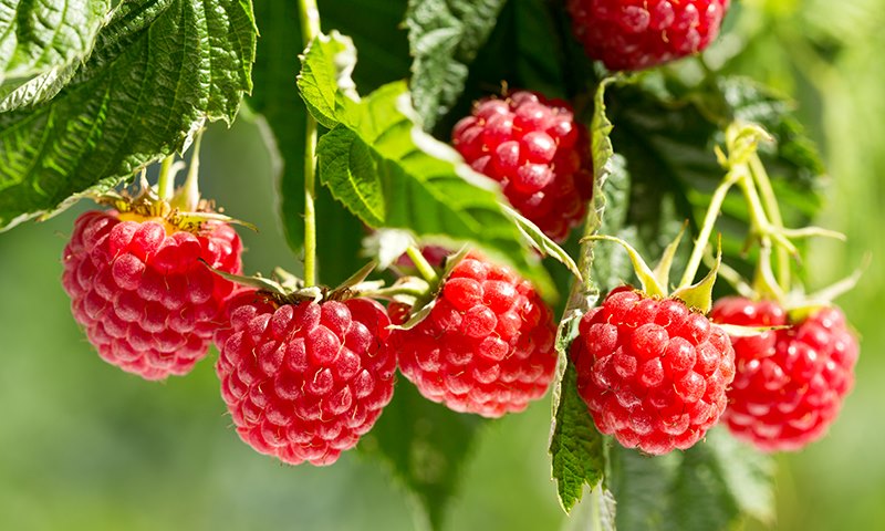 two way pest control for vegetables and fruits