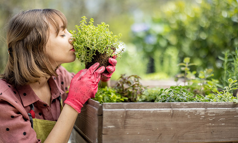 planting your kitchen garden