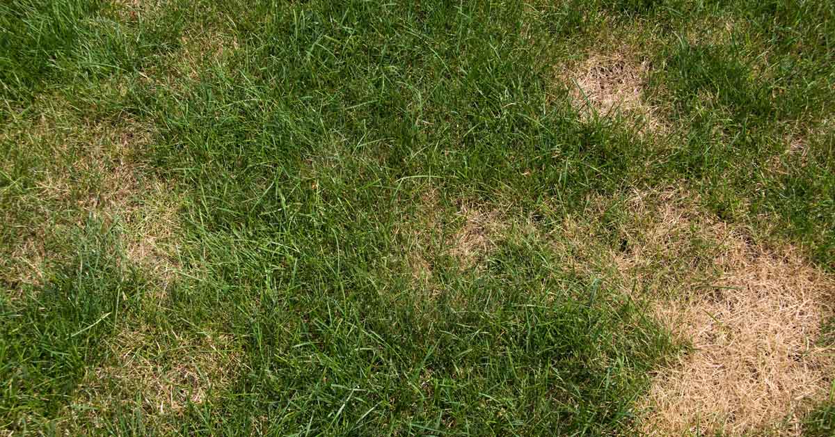 How to Detect and Treat Common Lawn Pests