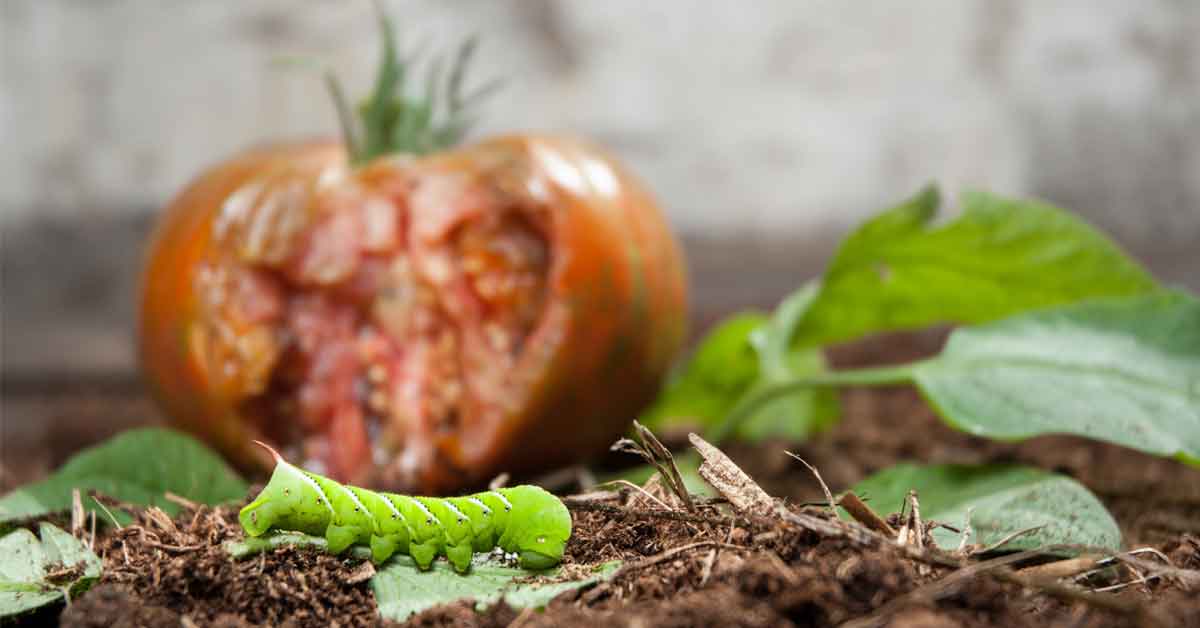 are tomato hornworms poisonous to dogs