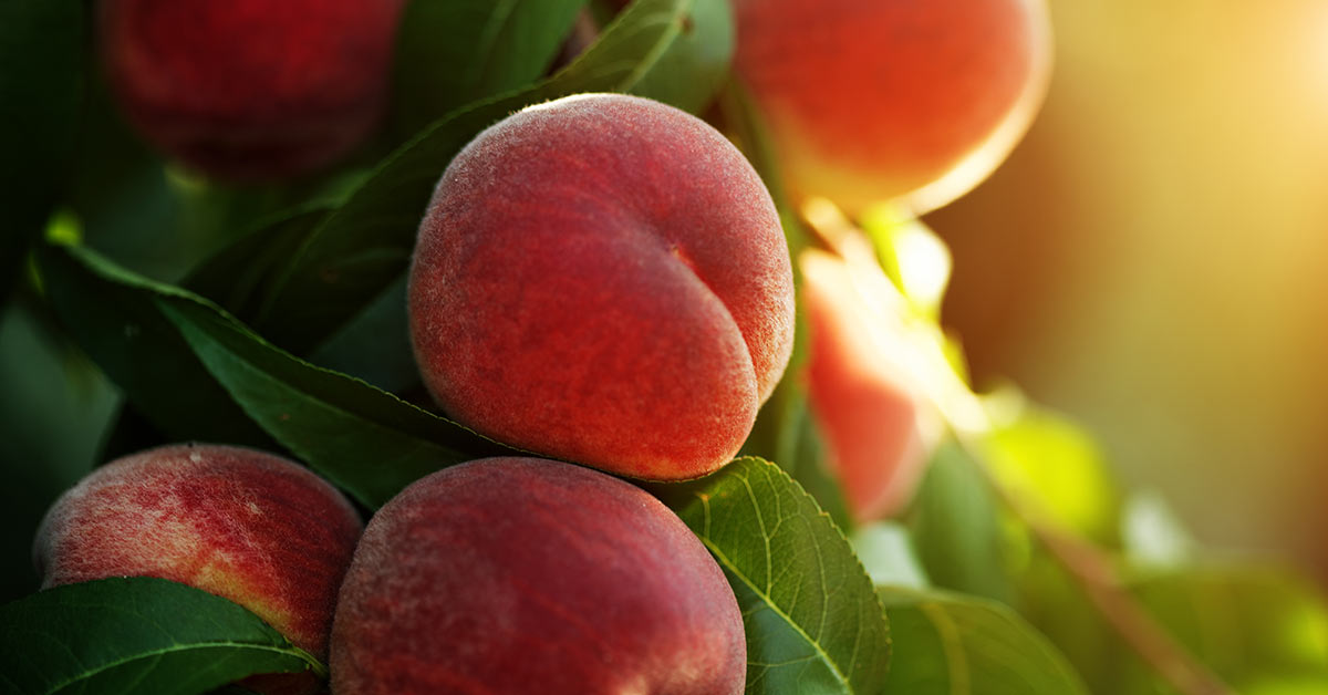 Fruit and Vegetable Guide Series: Peaches