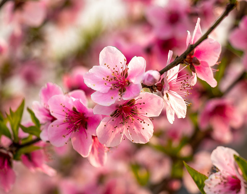 Winter Tree Trimming: Young Trees, Fruit Trees, Spring Flowering Trees