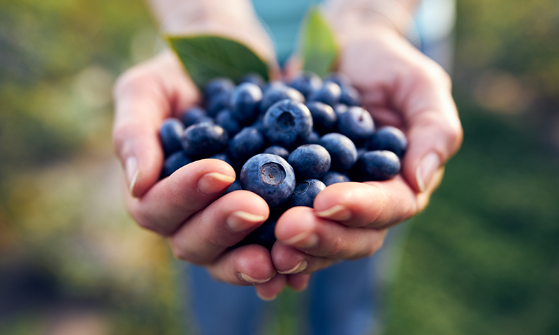 enjoying your blueberry harvest