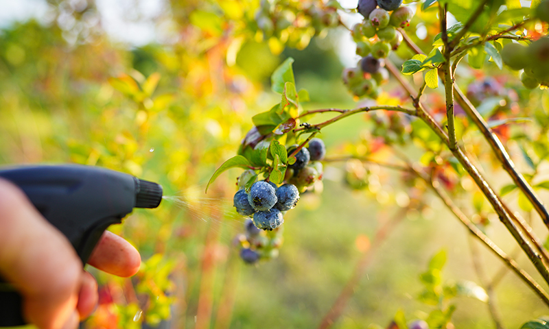 managing blueberry pests diseases