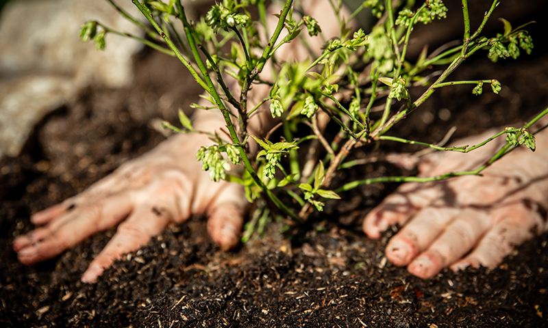 planting blueberries garden