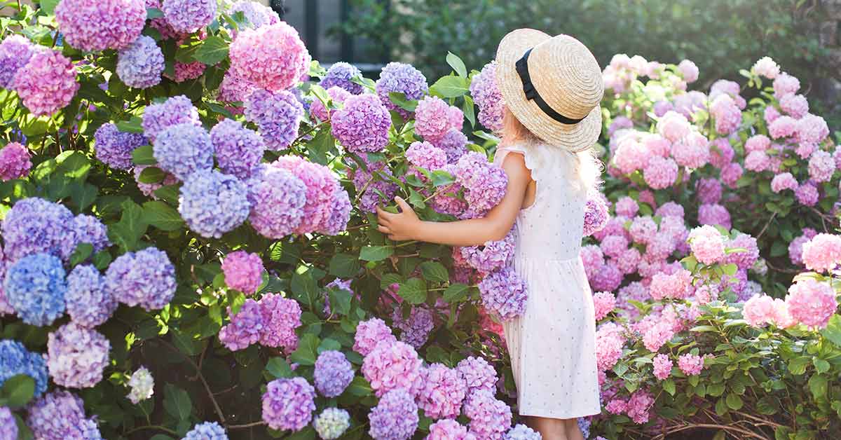 Image of Large pink hydrangea flower in garden